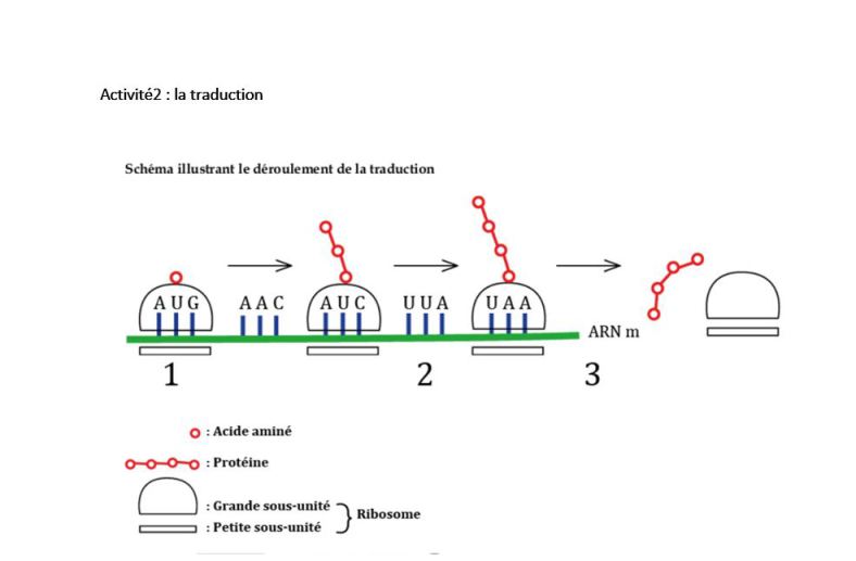 Exercice Svt Re A Et B Les Synth Se Cellulaires La Synth Se Des