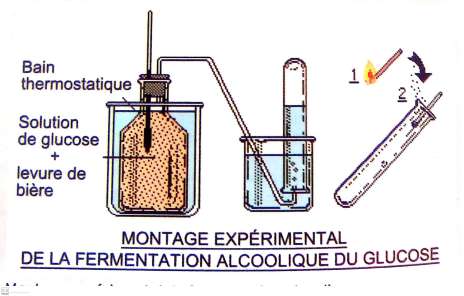 http://fasoeducation.bf/cours_esu/secondaire/premiere/1ered/svt/fermentation_alcoolique/res/CamScanner_08-30-2021_10_20_12_10.jpg