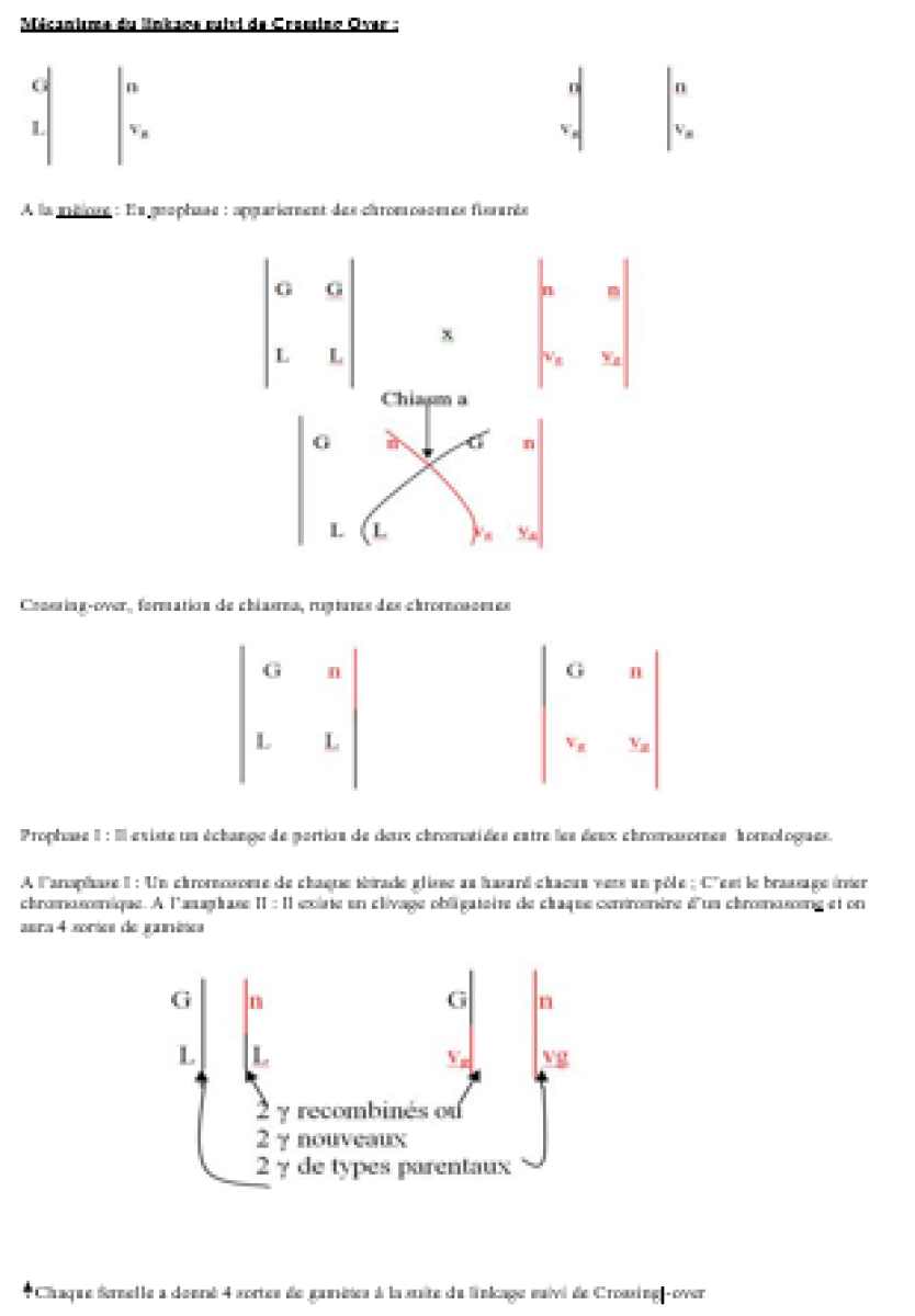 SVT terminale D Dihybridisme lié au sexe avec crossing over Exercice