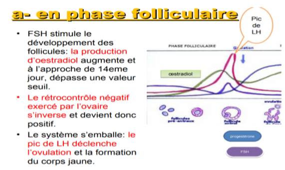 Je maîtrise la physiologie des gonades SVT Terminale D Physiologie