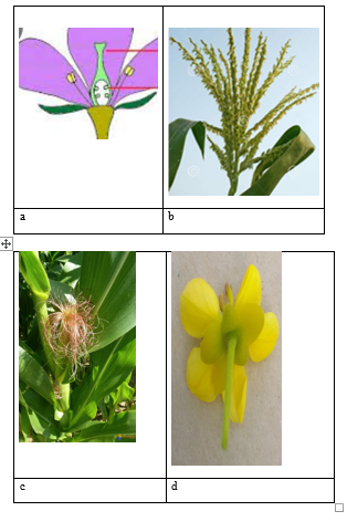 Exercice : Quels sont les différents types de fleurs ? [Leçon h/ SVT ...