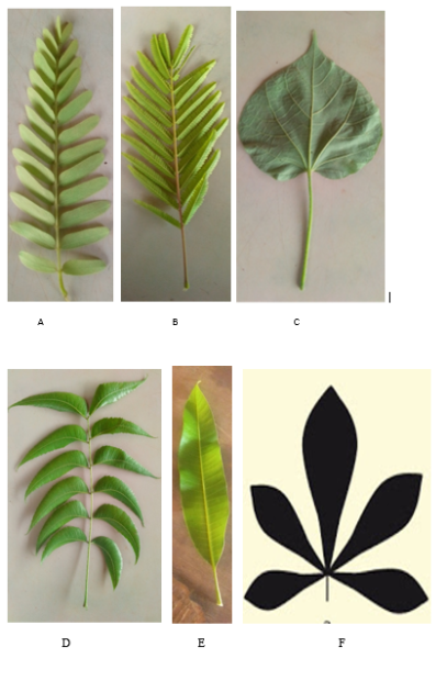 8-Formes des feuilles usuelles : (a) feuille simple, (b) feuille