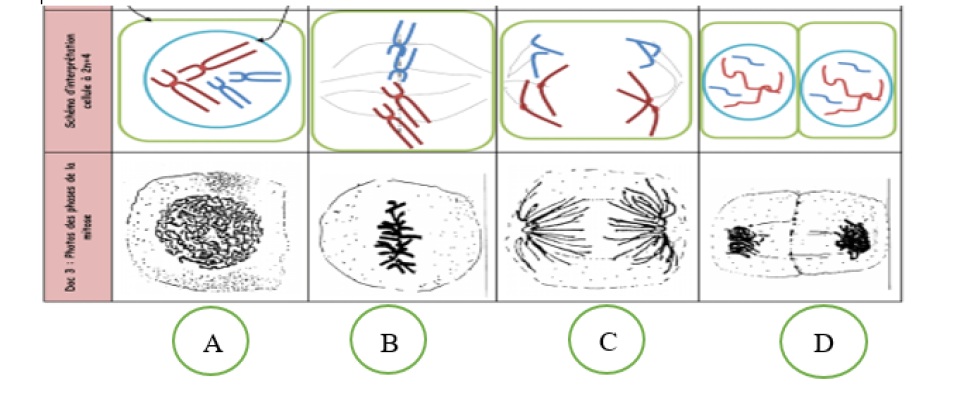 prophase dans une cellule animale