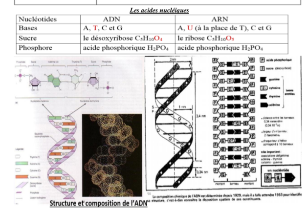 Je Connais La Structure Des Acides Nucléiques [Leçon E : LES ACIDES ...