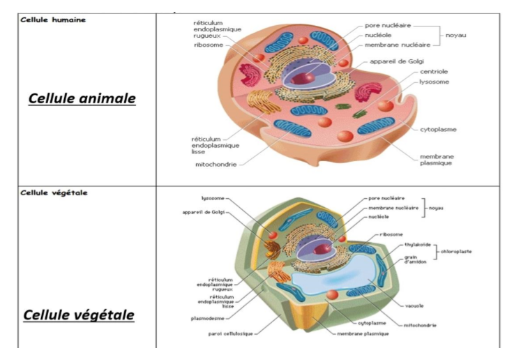 Cellule Animale Et V g tale Diff rence CVIO